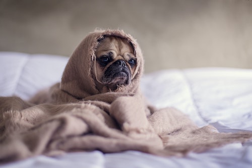 Which CBD To Choose And How To Give It To Dogs In Fear Of Thunderstorms