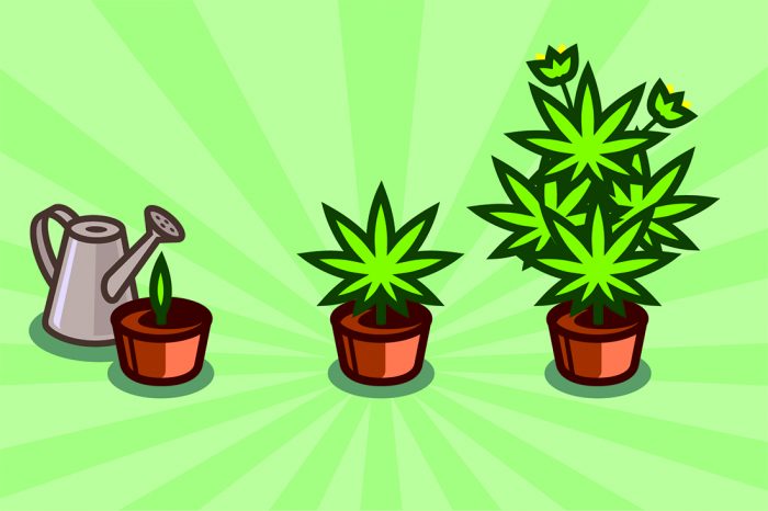 How to chose, plant and grow medicinal hemp