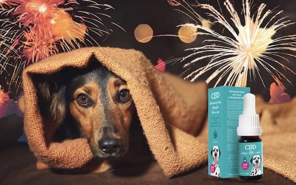 CBD to end the stress for animals and owners on New Year's Eve? An effective solution!