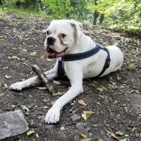 Cbd Oil And Dog Epilepsy A Real Story Of Boxer Hugo