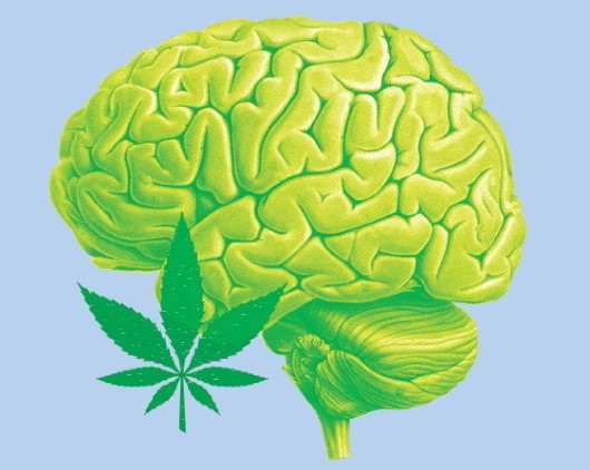 CBD - how it works in the human brain
