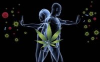 Cbd How Does It Affect The Human Immune System