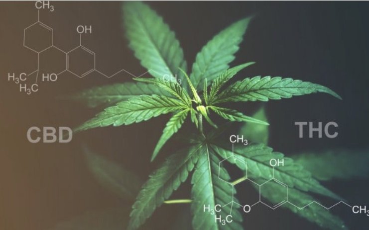 How do some cannabinoids work in our body?