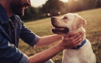 How Can Cbd Affect Your Dog