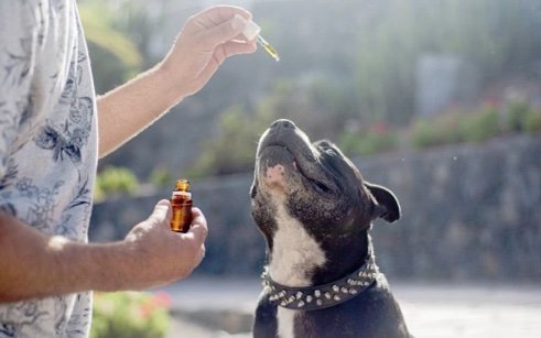 CBD oils for animals as an approved veterinary medicinal product