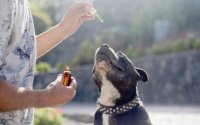 CBD Oils For Dogs As An Approved Veterinary Medicinal Product