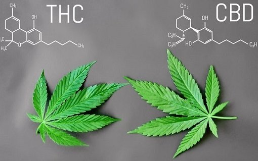 CBD vs. THC - what's the difference?