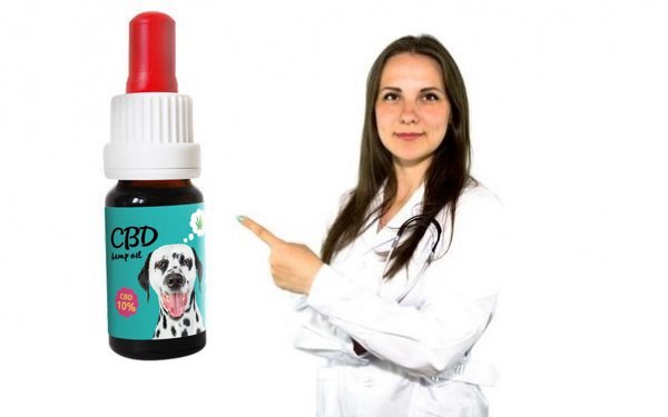 Veterinarian's experience with CBD and hemp in her practice