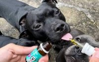 How To Choose The Right Cbd For A Dog