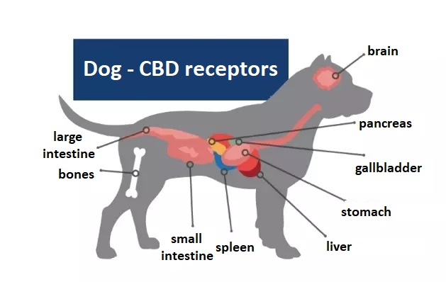 Con chó thụ cảm cannabinoid