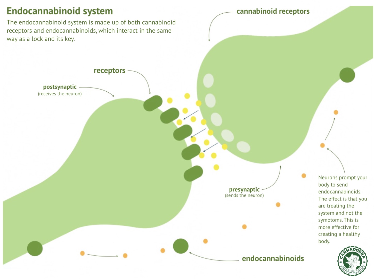 Endocannabinoid System Cannadorra