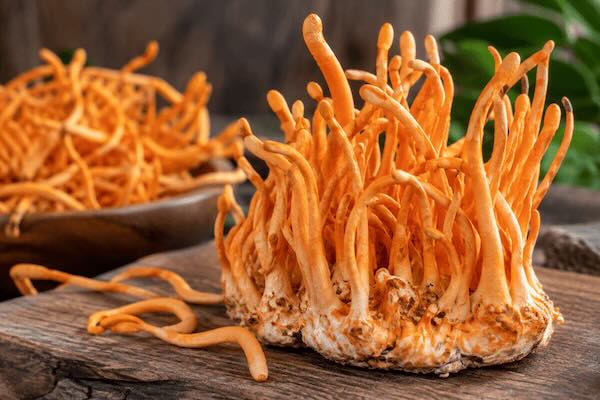 cordyceps-effects